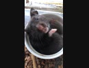 クロクマハムスターぱくぱくムシャムシャ