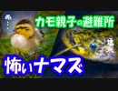 コンデジ野鳥撮影0527C②カルガモ親子と増水した川。ナマズの顔