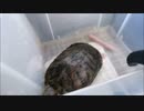 愛亀のかめごん（亀）を洗う辻 1
