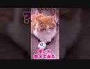 【天才ネコ】ベルを鳴らす猫が可愛すぎる【天使】 #shorts