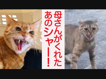 生後4週3260日のベテラン子猫、母さんがくれたあのシャー!!