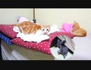 暴れヤンチャな子猫たち【お知らせも】