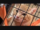 盗っ人猫編？完結