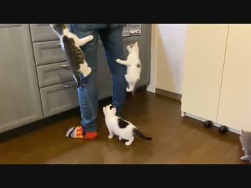 ホモと見る　ご飯が待てない子猫