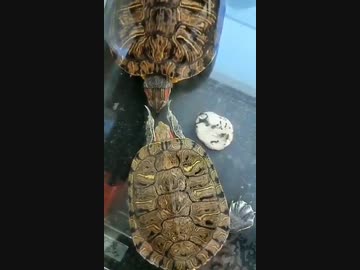 ホモと見る　ビンタを連発する亀