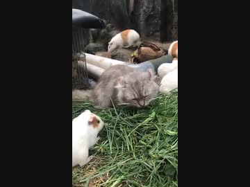 ホモと見る　モルモットの餌を食べる草食系猫