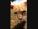 茶トラ猫が夢中になって追いかける理由は？#Shorts【野良猫】【感動猫】