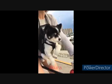 ホモと見る　癒しの動物集18　