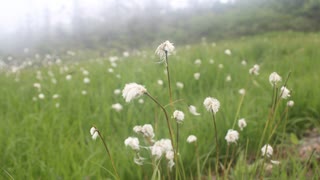 日本三百名山に登ってみた99-1/3　景鶴山（尾瀬周遊）編