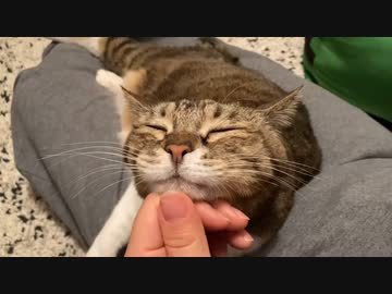 猫のお腹もみもみシリーズ②