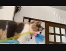 監視して何かを狙う猫。