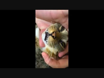 ホモと見るゲーム実況者VS猫