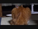 扇風機の風でなびく猫の毛