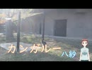 カンガルー － 八紗（やしゃ)