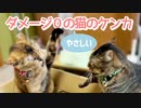 ダメージ０のやさしい猫のケンカ