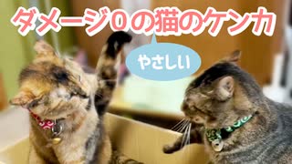 ダメージ０のやさしい猫のケンカ