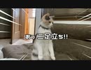 三毛猫もかちんは警戒心を忘れない。