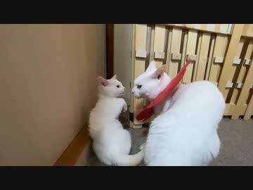 オス猫かあさん、保護子猫に破天荒な育児をする