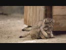 マヌルネコ可愛すぎ(=^・^=)