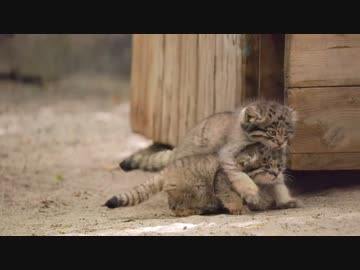 マヌルネコ可愛すぎ(=^・^=)
