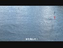 かごしま水族館のイルカ水路（のイルカ展示区画の隣区画）にいる魚はシイラで間違いなかった【R4.８月上旬】