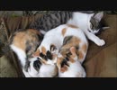 猫団子を作りすぎて子猫が何匹いるか分からない、、、