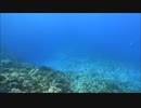 インドカイワリ単体・沖縄ダイビング