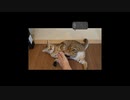[Animal and Music Therapy]「脚と戯れる猫」#猫動画 #ねこのきもち #pecotv #猫好きさんと繋がりたい #shorts