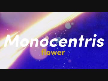 Monocentris / flower