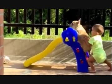 ホモと見る　ワンコに滑り台の面白さを伝えるちびっこ