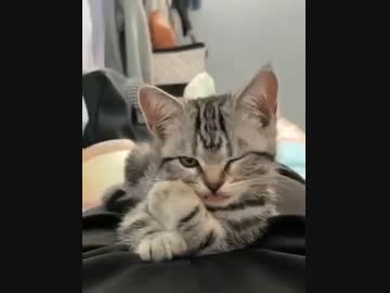 ホモと見る　セクシーすぎる子猫