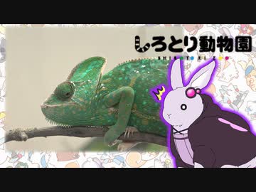 ゆかウサギ動物園　#8【しろとり動物園】