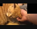 なぜか首が回ってしまう猫