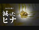 コンデジ野鳥撮影0527C③【カルガモ親子の雛鳥が減ってしまった】
