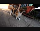 神社の猫に持ち物検査をされるぼっちなおっさん【野良猫】【感動猫】