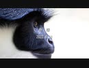 所感　「サル痘」について (2022.8.11)