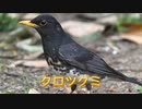 【野鳥】絶対に覚えたい夏鳥3種