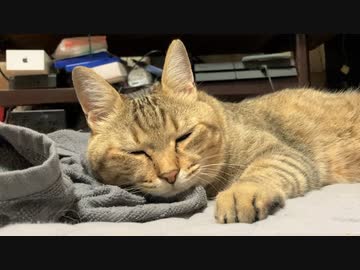 平和に過ごすタタルさん