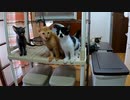 待ちきれない①