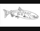 鱒（ます）の遡上❗️　Trout upstream !