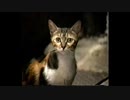 【LSD】変人気質？なうちですがマジで謎な謎ゲーをやっていく！【パート７】その３