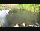 【手作り釣り竿で釣り】都市河川下流の旧流路で釣り