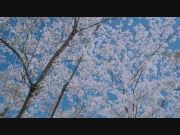 桜と蝶ノ夢/可不