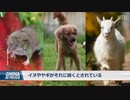 中国で新型ウイルス発生、動物から人へ感染