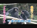 最強コンビ！フクロテナガザル(千葉市動物公園)