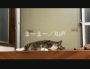 【知声】まーまー【オリジナル】