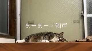 【知声】まーまー【オリジナル】