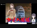 少女大猩猩の低音ヴォイスな初プレイ配信【フリゲ ウディコン作品 ゴリラに変身する少女のADV ACT】
