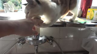 蛇口を押して水を止める猫
