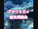 アオウミガメ・慶良間諸島